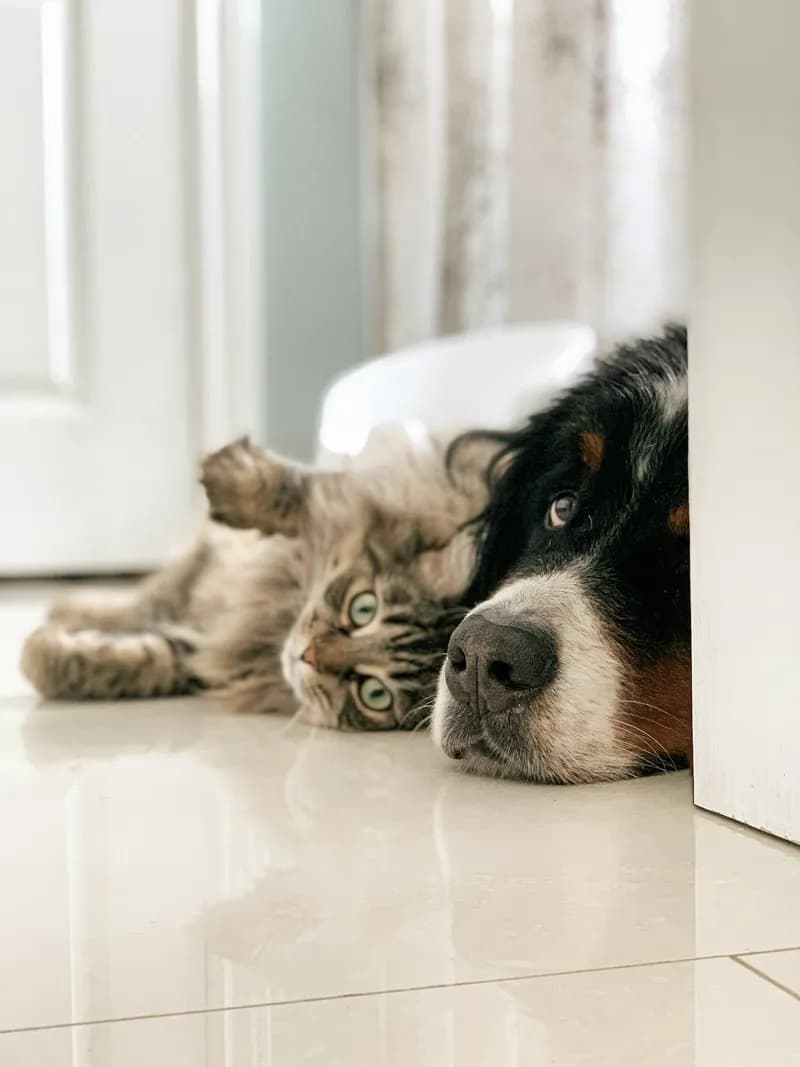 Un chat et un chien allongés côte à côte sur le carrelage.